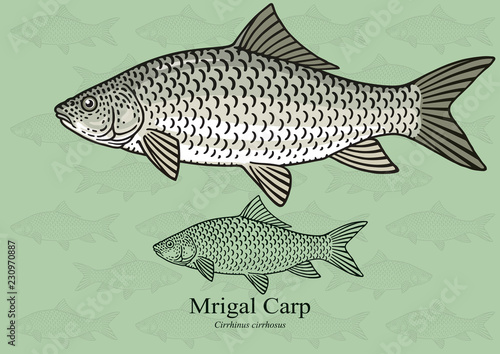 Mrigal (White) Carp. Vector illustration with refined details and optimized stroke that allows the image to be used in small sizes (in packaging design, decoration, educational graphics, etc.)