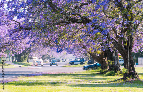 jacaranda in Grafton