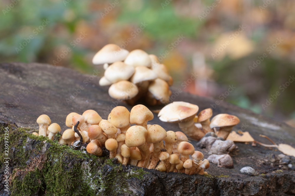 Pholiota alnicola mushrooms Pholiota alnicola mushrooms