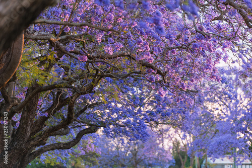 jacaranda in Grafton