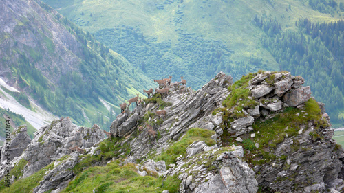 herd of young alpine ibex mountain goats on a jagged rocky mountain peak in the Swiss Alps