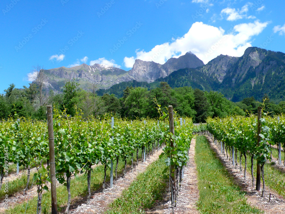 great view of vineyards in the spring under a blue sky with white clouds and mountain peaks behind