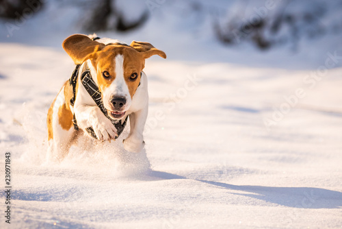 Fototapeta Naklejka Na Ścianę i Meble -  A Beagle dog running in a field in covered in snow. Sunset during winter