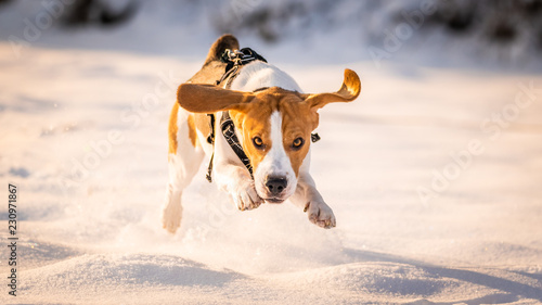 A Beagle dog running in a field in covered in snow. Sunset during winter