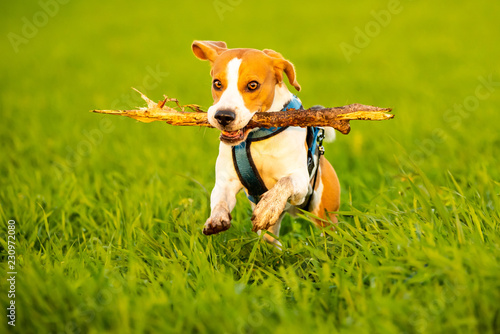 Fototapeta Naklejka Na Ścianę i Meble -  A Beagle dog running with a stick in its mouth in a grass field in sunset towards camera