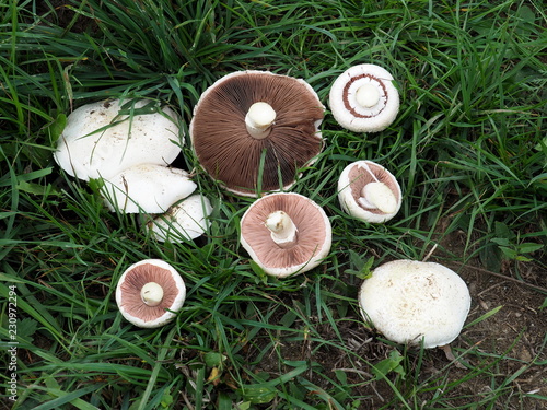 Wiesenchampignon, Agaricus campestris