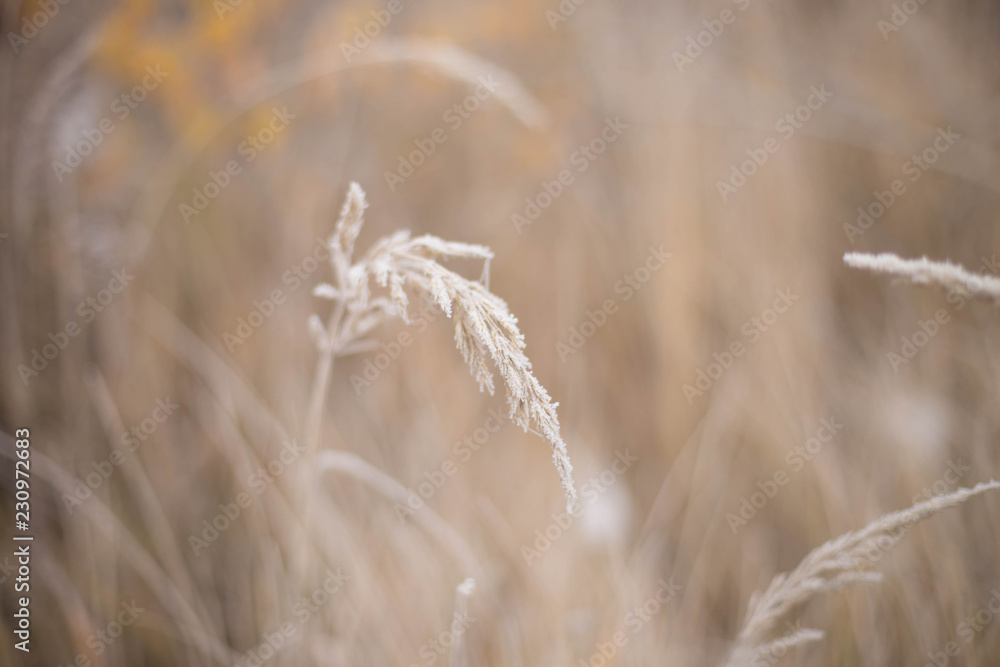 Fototapeta premium frozen dry grass