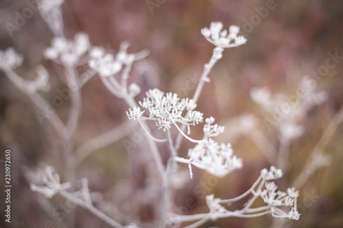 frozen dry grass © artem