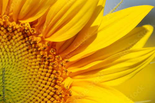 FLOR DE GIRASOL EN MACRO. DETALLE DE LAS HOJAS AMARILLAS