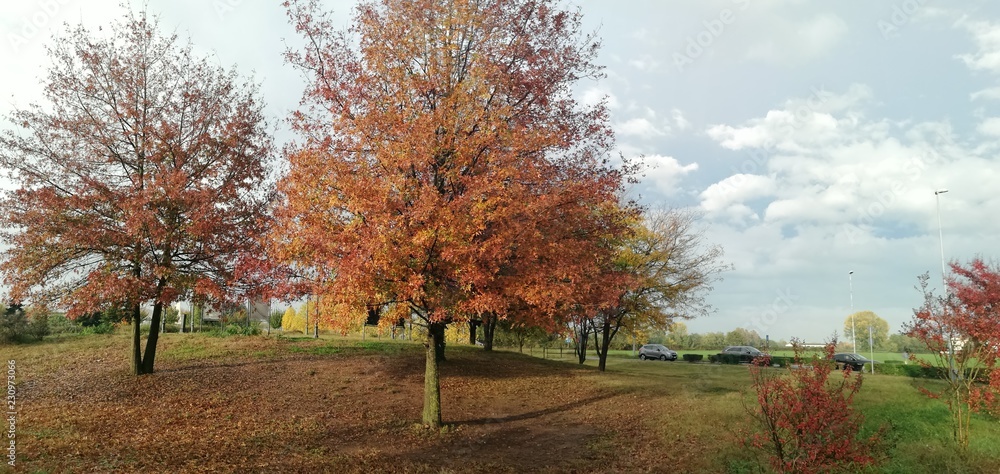 Alberi nel parco con foglie autunnali, trees in the park with autumn leaves