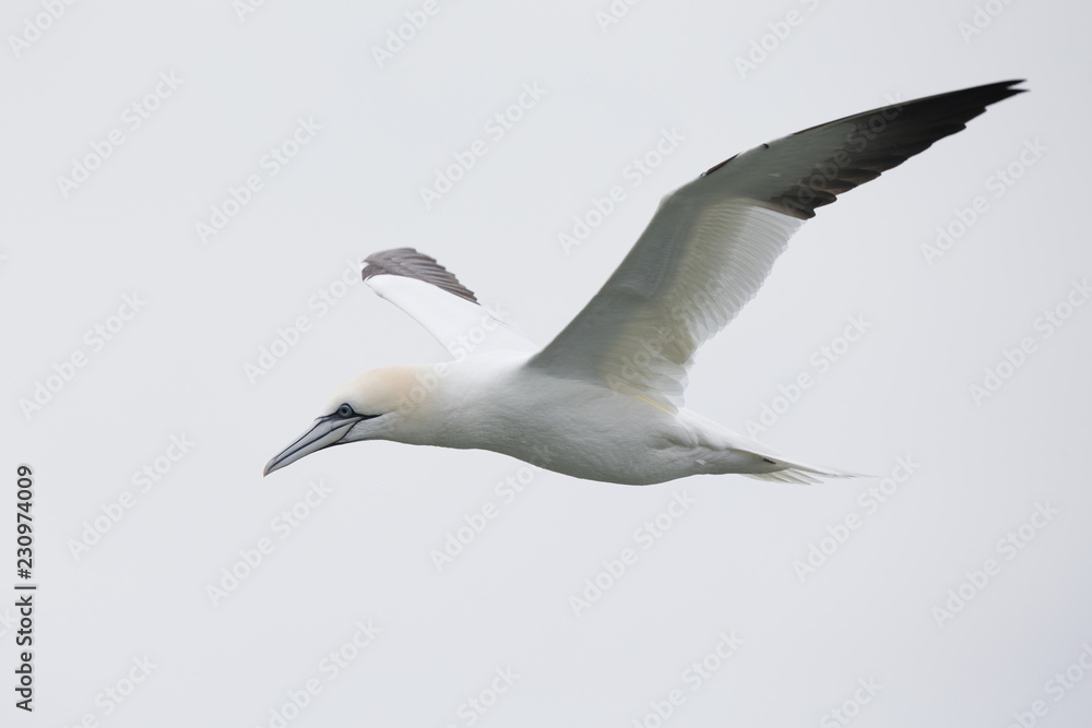 A Northern gannet (Morus bassanus) in flight hunting for fish far out in the North Sea. A Northern gannet (Morus bassanus) in flight hunting for fish far out in the North Sea.