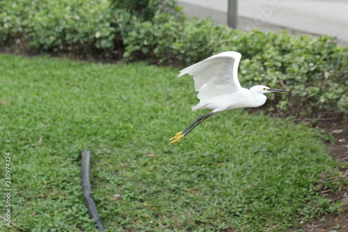 Flying heron