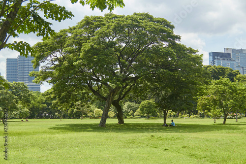 tree in the park