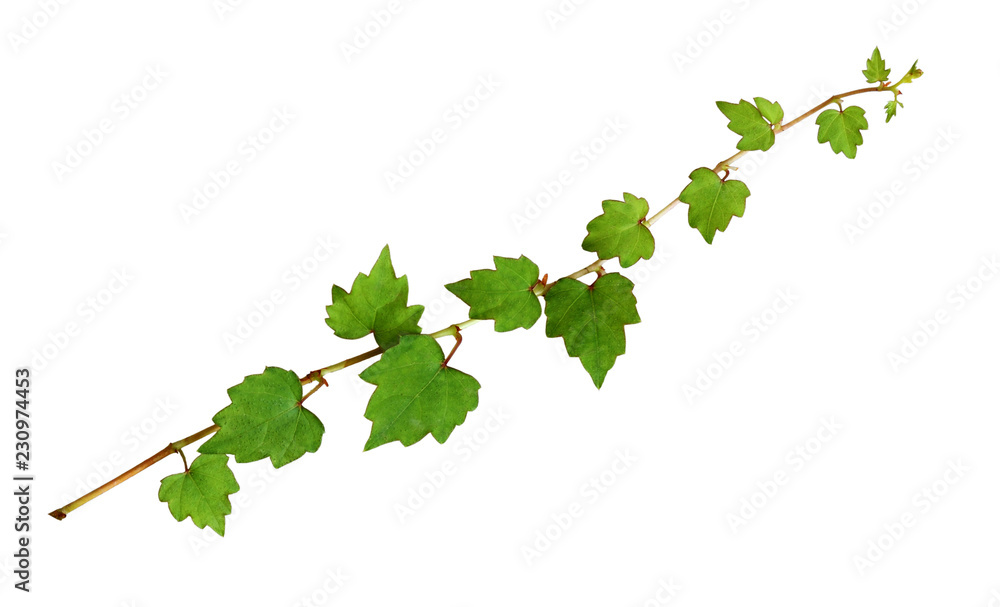 Closeup of ivy twig with small green leaves Closeup of ivy twig with small green leaves