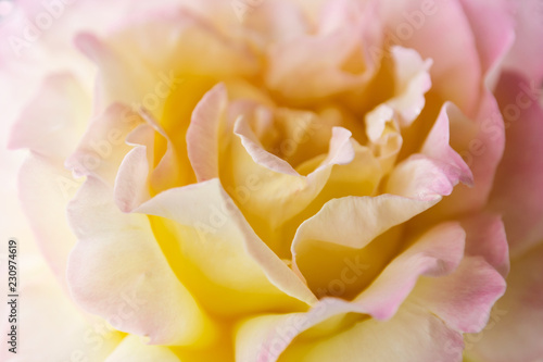 Extreme closeup of white, yellow and pink rose.