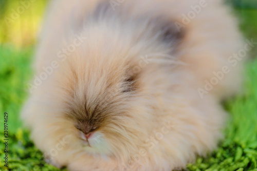 Satin Mini rabbit at green background inside cage