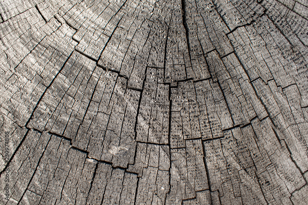 Fototapeta premium stare tło drewna
