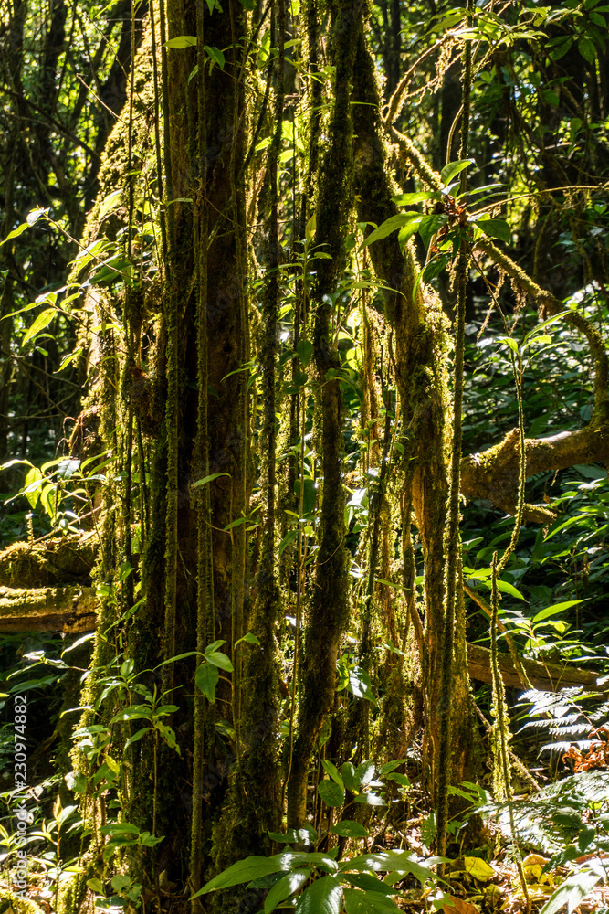 Fototapeta premium Outdoor image of a tropical lianas, covered with moss, mysterious Highlands forest. Relic wet mossy forest - Doi Inthanon national park