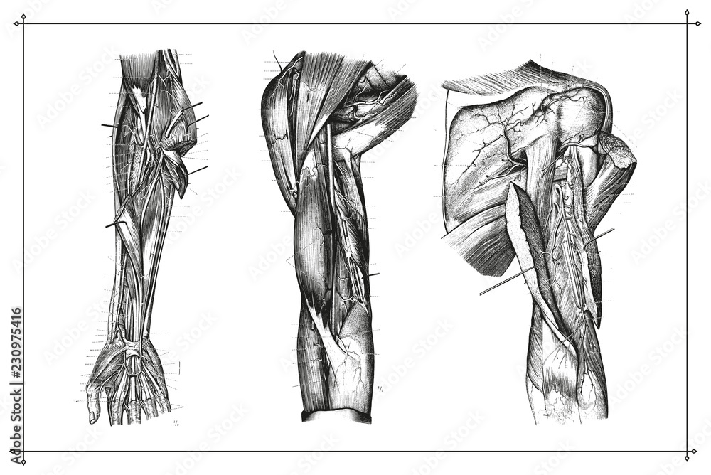 Human Arm Muscle Vein Anatomy Black & White Illustration with Boarder