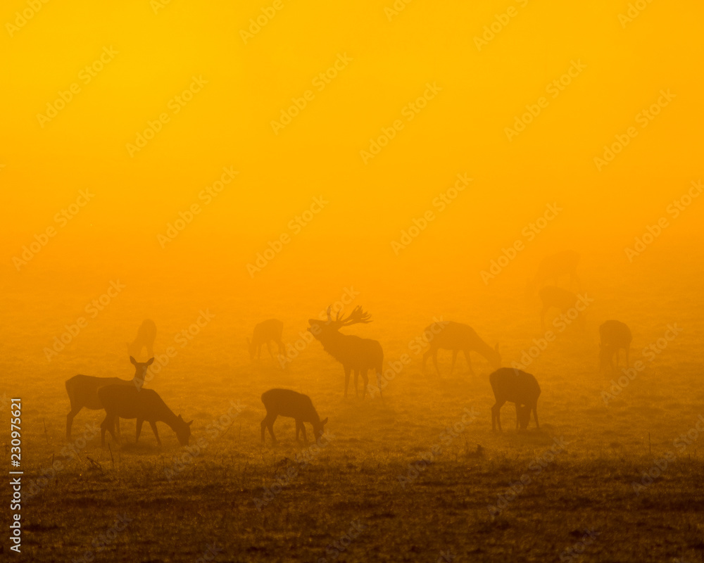 Red Deer Red Deer