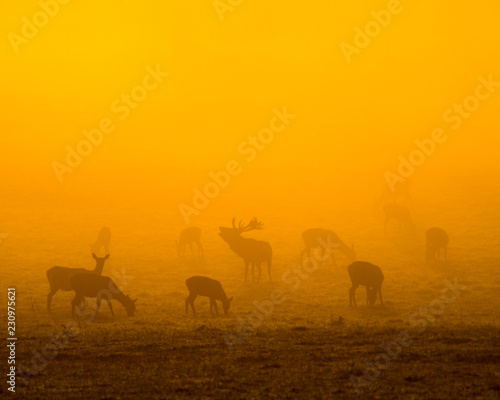 Red Deer