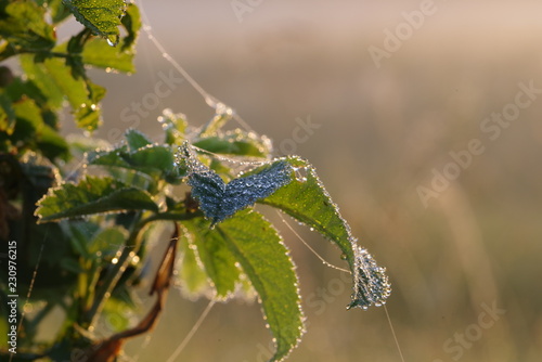 plant