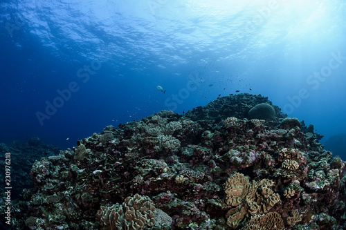 Healthy and Colorful Coral Reefs of Ishigaki, Okinawa (Japan)