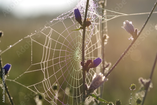 plants and spiderweb