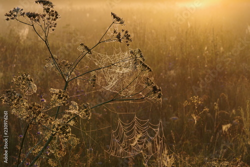 plants and spiderweb