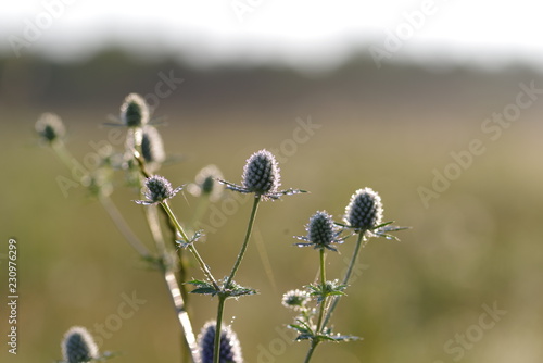 plant