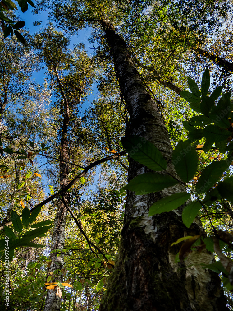 Fototapeta premium Promenade en forêt