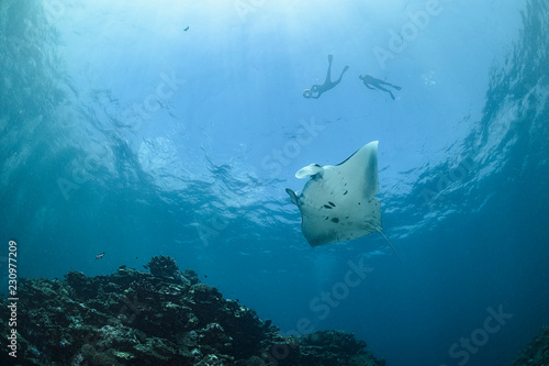 Large Manta Ray Gliding and Swimming over Cleaning Station of Ishigaki, Okinawa Japan