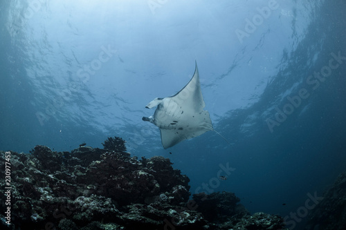 Large Manta Ray Gliding and Swimming over Cleaning Station of Ishigaki, Okinawa Japan