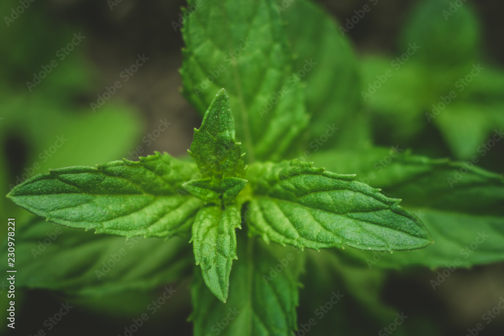 mint in the wild mint in the wild