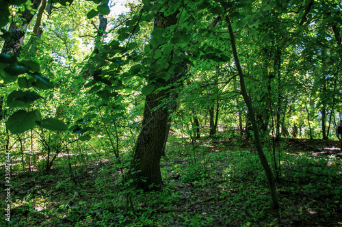 Letea forest 
