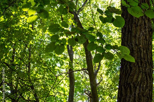 Letea forest 