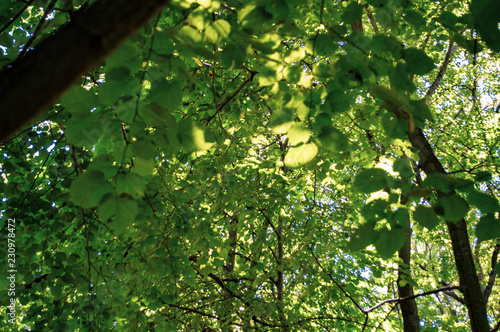 Letea forest 