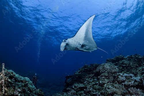Large Manta Ray Gliding and Swimming over Cleaning Station of Ishigaki, Okinawa Japan