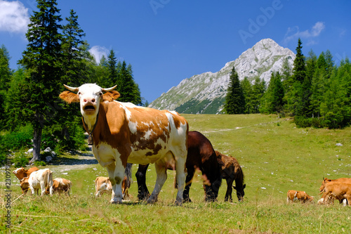 Cows on Zelenica mountain in Slovenia