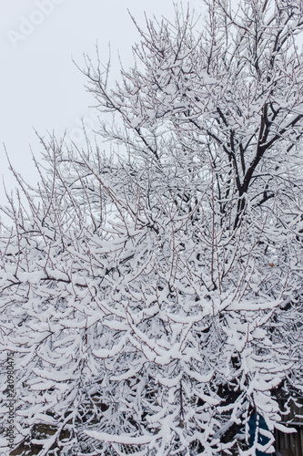 White snow on the branches of a tree in winter © schankz