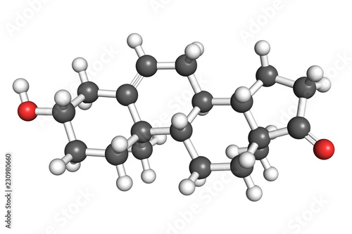 Dehydroepiandrosterone molecule, ball-and-stick model photo