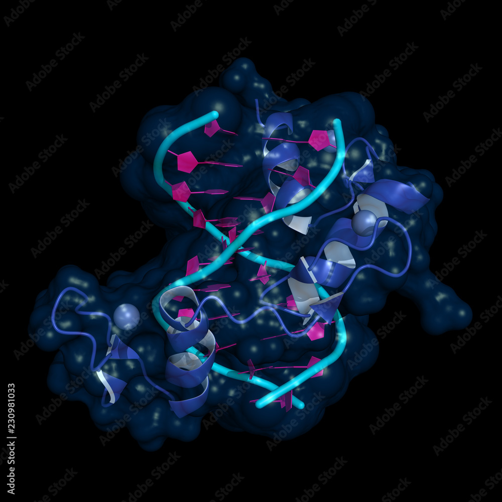 Ilustracja Stock Zinc finger is a small protein structural motif