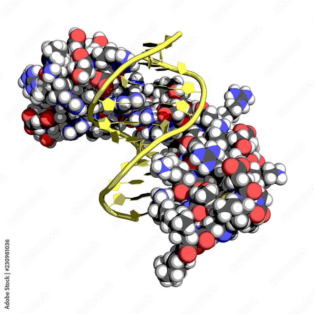 Zinc finger is a small protein structural motif important for binding