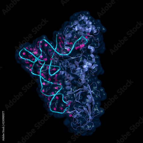 Glutaminyl-tRNA synthetase attaches glutamine to its tRNA. Cartoon model with semi-transparent surface.