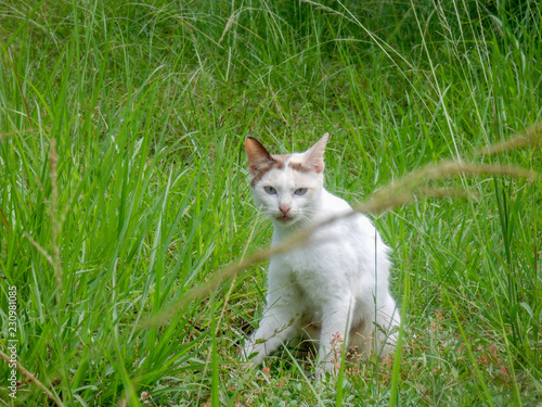 Litte cat in the lawn