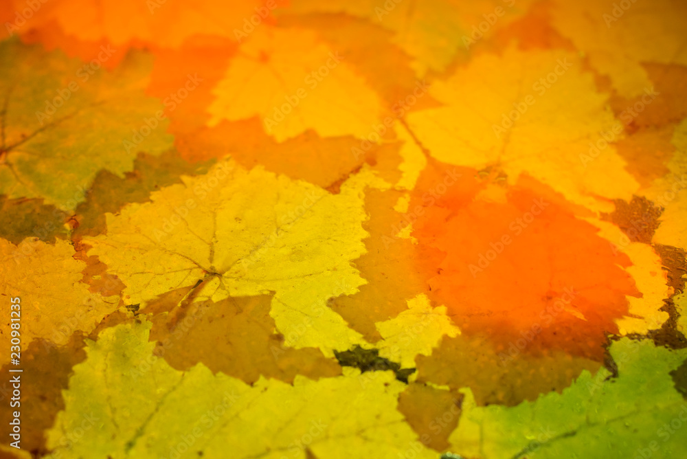 autumn background with red and yellow leaves autumn background with red and yellow leaves