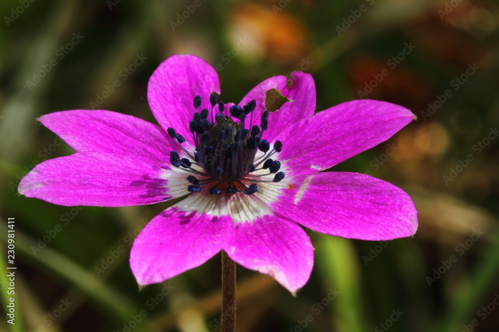 macro_15 macro_15
