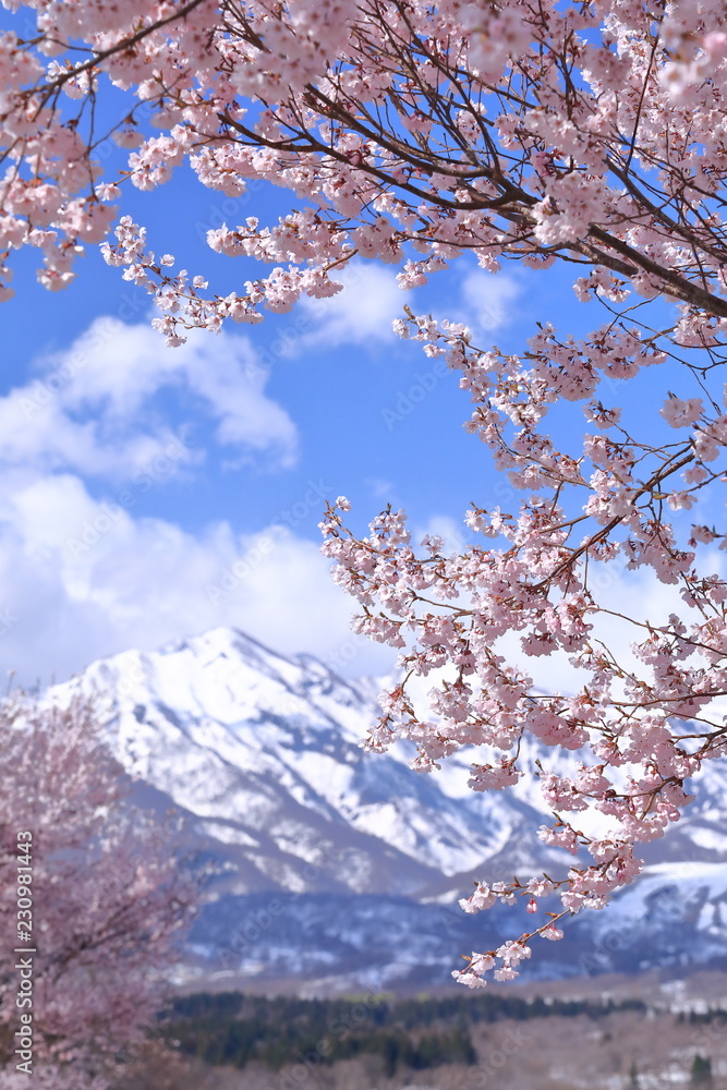 雪山とさくら