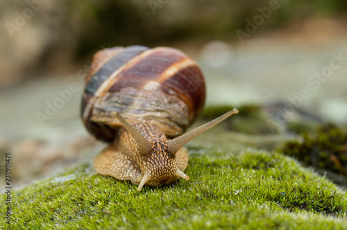 Snail Achatina fulica moves on the moss.