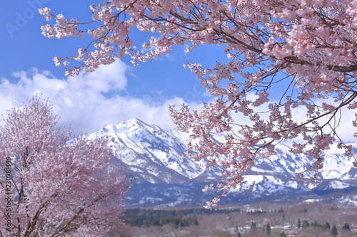 雪山とさくら